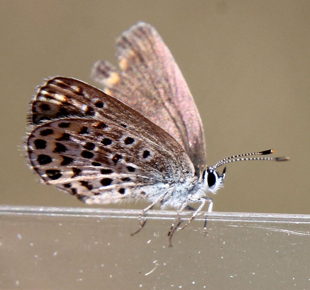 Anche questa Plebejus argyrognomon?.... No, Plebejus argus